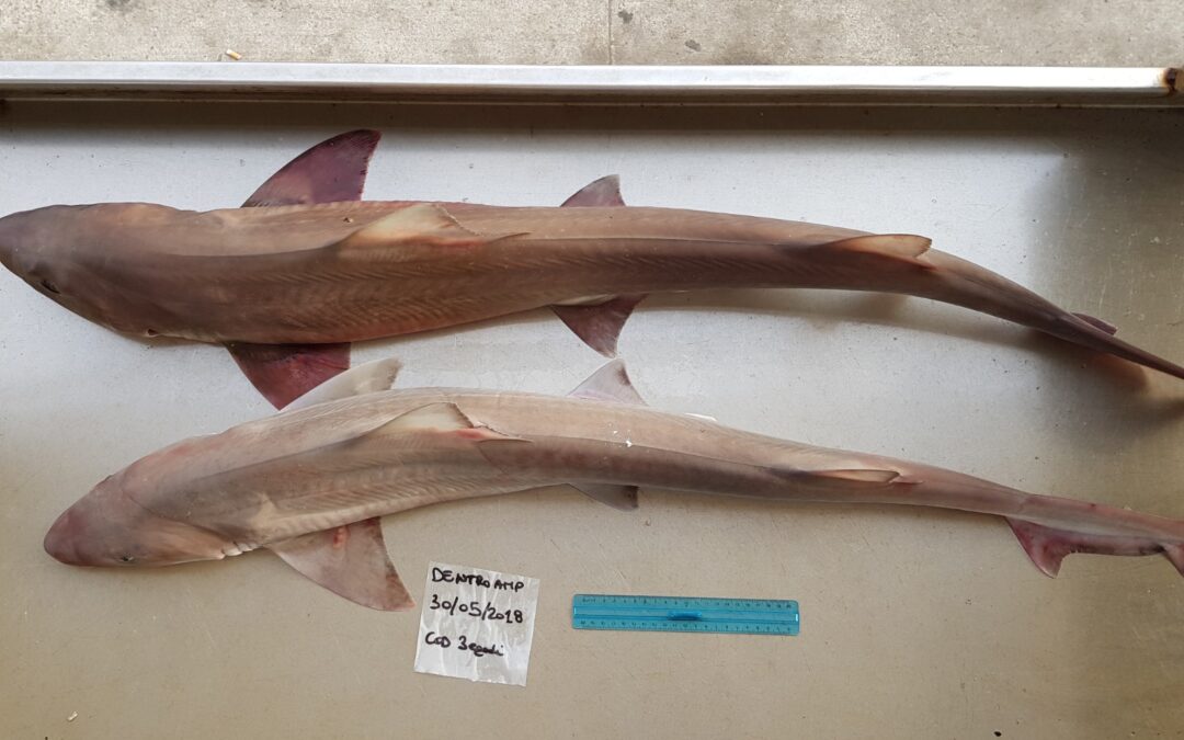 Mediterraneo: razze e squali a rischio nelle zone protette