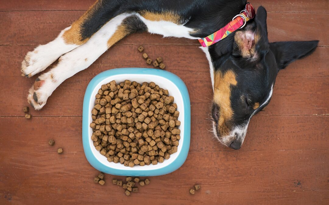 Scienza: cambiare la dieta dei cani può stravolgere i loro batteri intestinali in una settimana