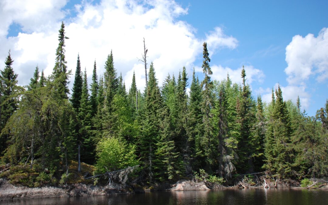 Scienza: la resilienza delle foreste nel far fronte ai cambiamenti climatici