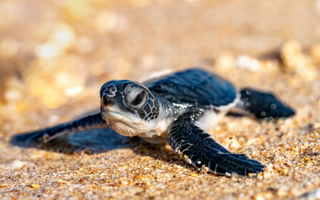 Prima dei nuovi megaprogetti, meglio censire i nidi di tartaruga nel Mar Rosso