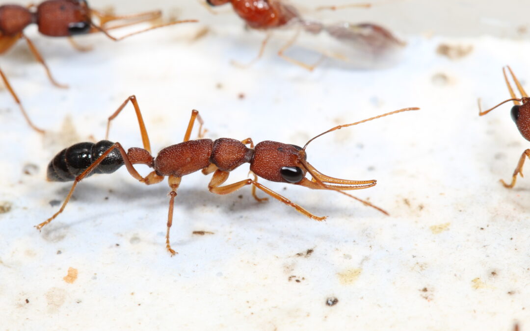 Scienza: formiche regine usano l‘insulina per più figli e vivere di più