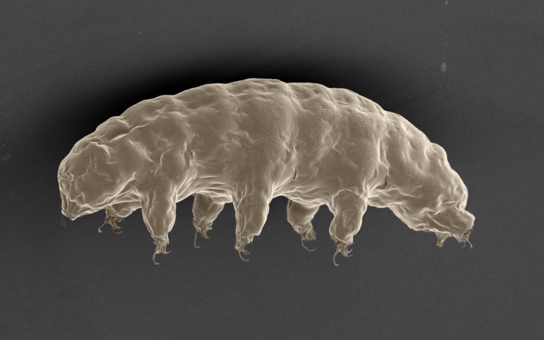 Nuova specie di tardigrado rivela i segreti dei poteri di resistenza alle radiazioni