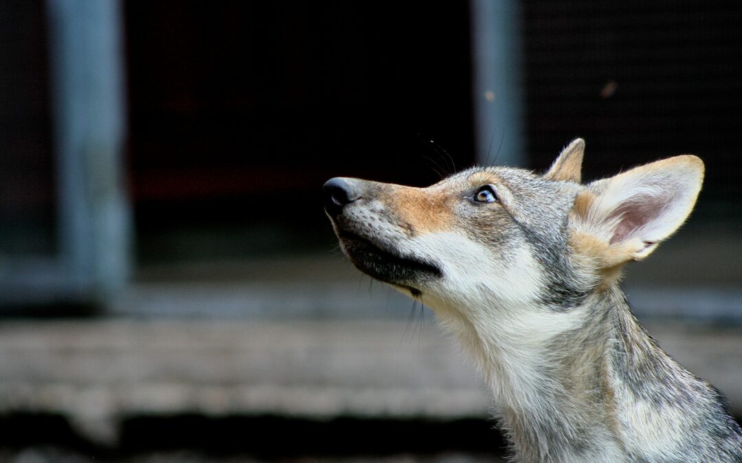 Come i cani, anche i lupi si affezionano agli umani