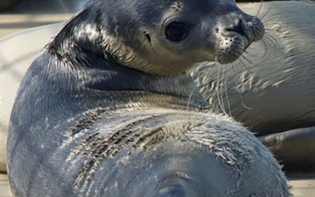 Scienza: anche le foche hanno il senso del ritmo
