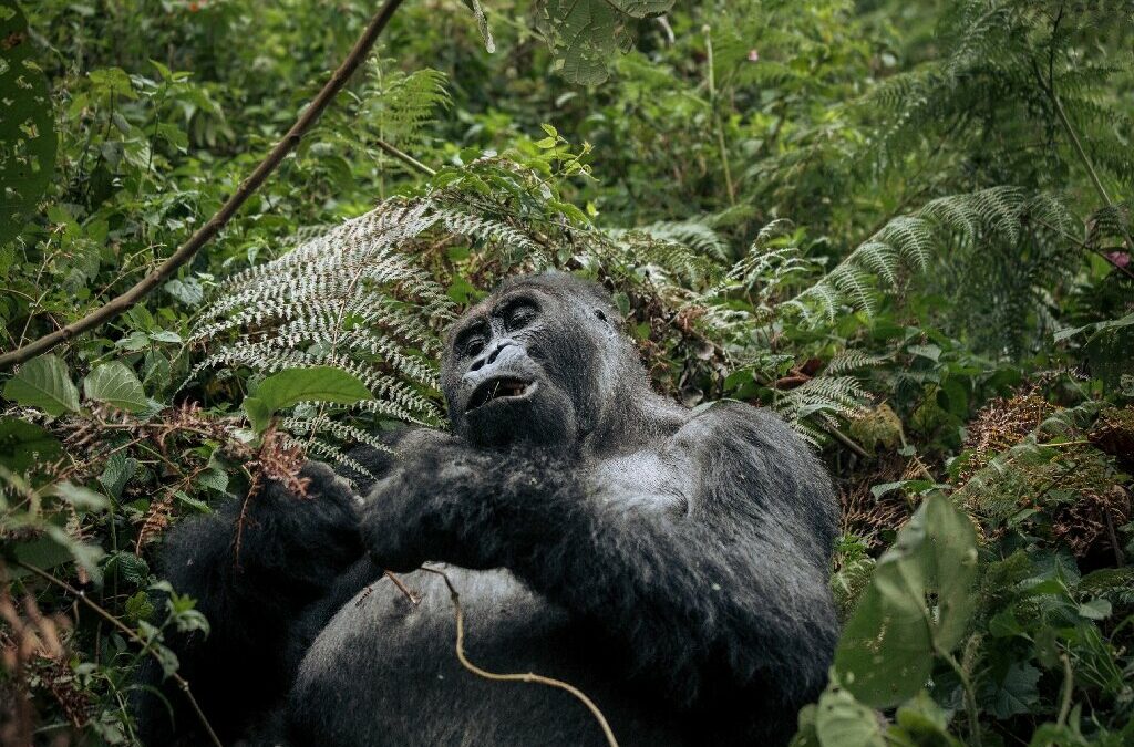 Scienza: WWF, la fauna selvatica è diminuita del 69% dal 1970 ad oggi