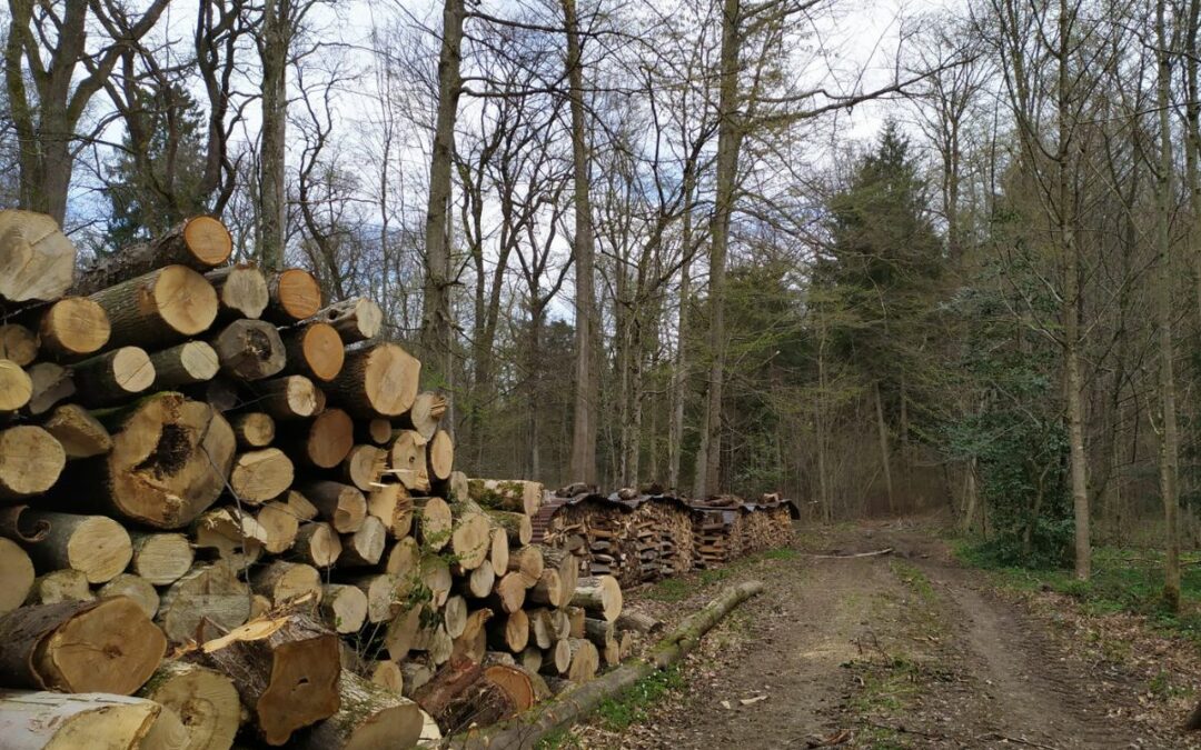 Ricerca Italiana: CNR, ecco come le foreste possono aiutare nella lotta al cambiamento climatico