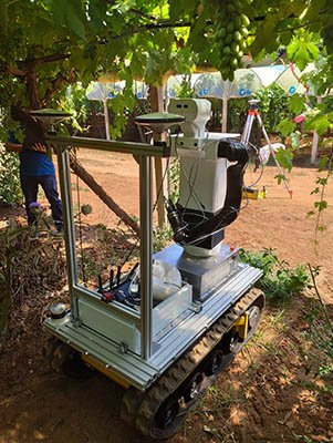 Scienza: sviluppati robot collaborativi per la raccolta dell’uva da tavola