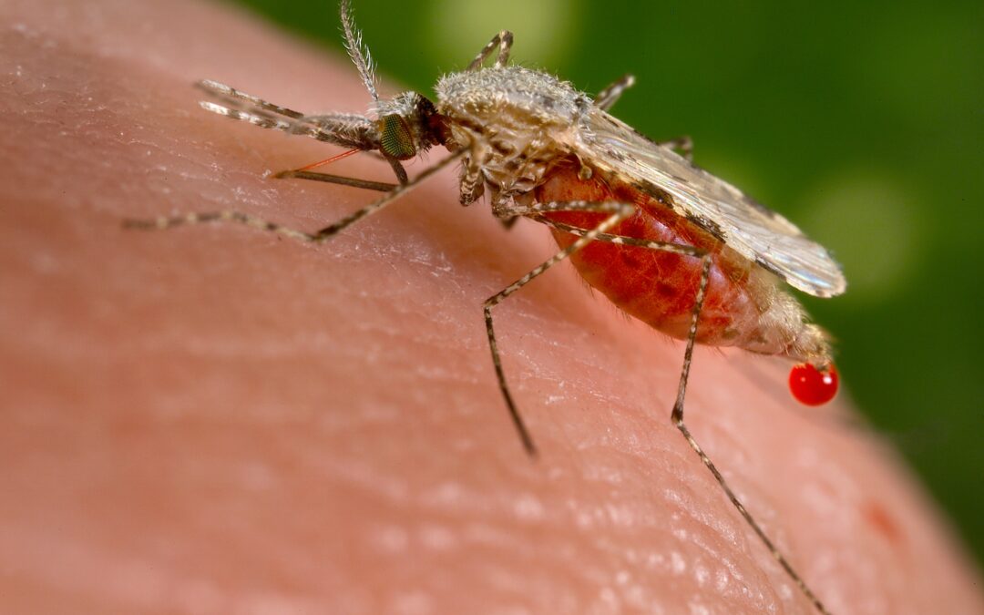 In Italia da inizio anno 68 casi di dengue e 22 di Chikungunya, all’Iss un convegno sui rischi di focolai