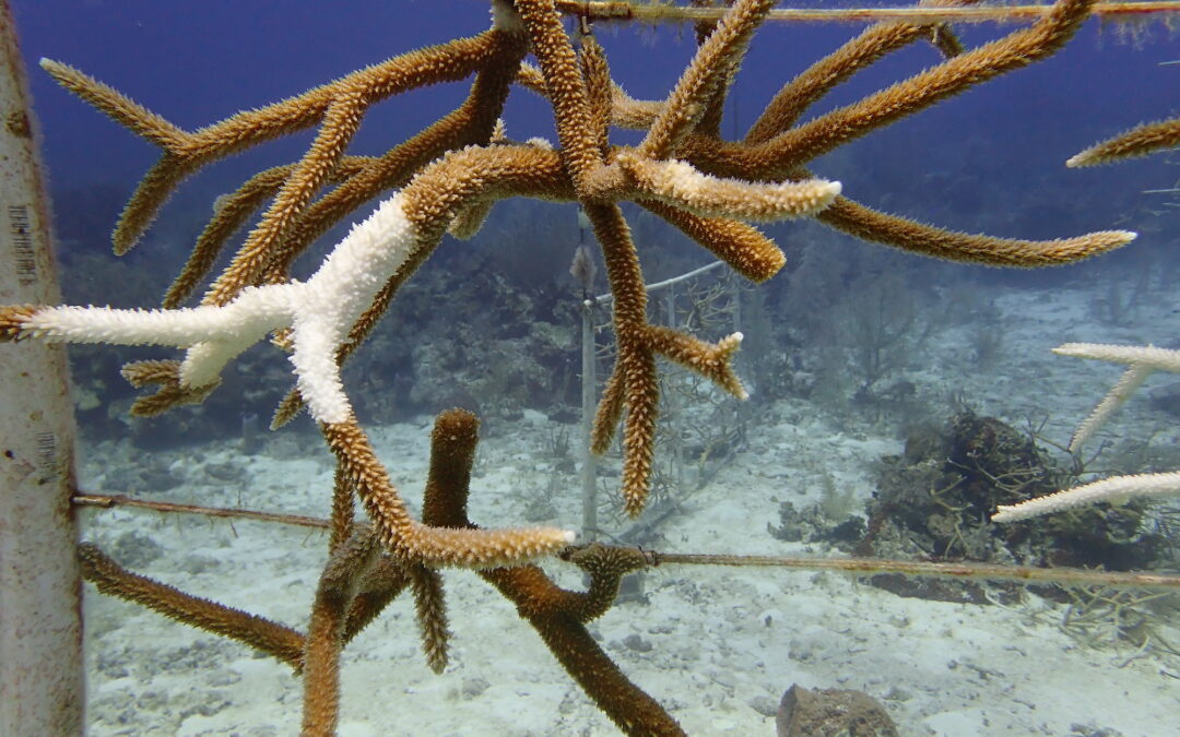 Scoperti coralli che salvano coralli