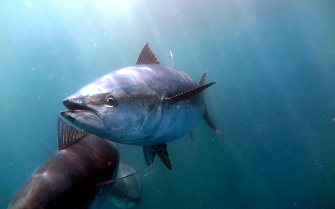 Tonni e pesci spada si riprendono, ma aumenta il rischio di estinzione degli squali