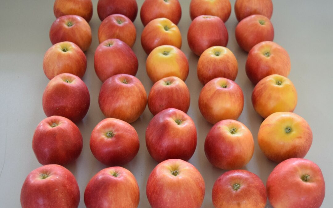 Ricerca Italiana: mele, dalla ricerca CREA più qualità e conservabilità con gli acceleratori di fotosintesi