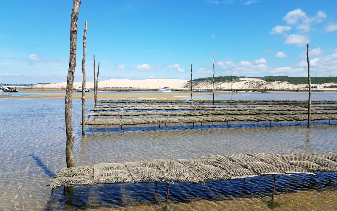 Ricerca Italiana: Sardegna, lagune di Oristano e Cagliari idonee alla coltivazione delle ostriche