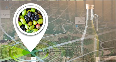 Scienza: olio extravergine, ENEA studia la tracciabilità delle olive