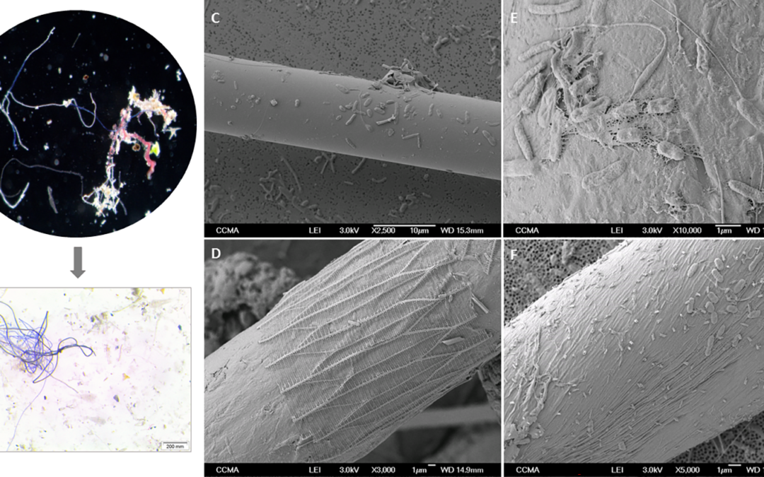 Le microfibre nel Mediterraneo sono zattere galleggianti per i batteri