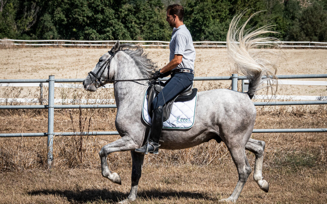 Ricerca Italiana: i cavalli Lipizzani del CREA entrano a far parte del patrimonio UNESCO