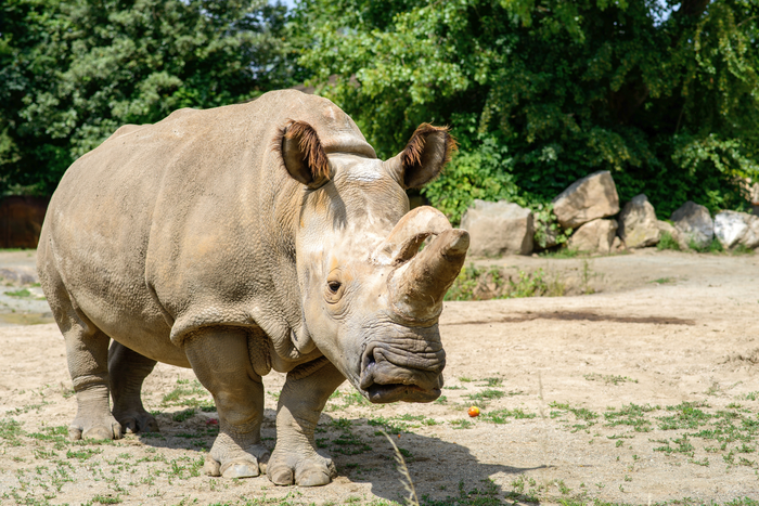 C’è speranza per la salvezza del rinoceronte bianco settentrionale