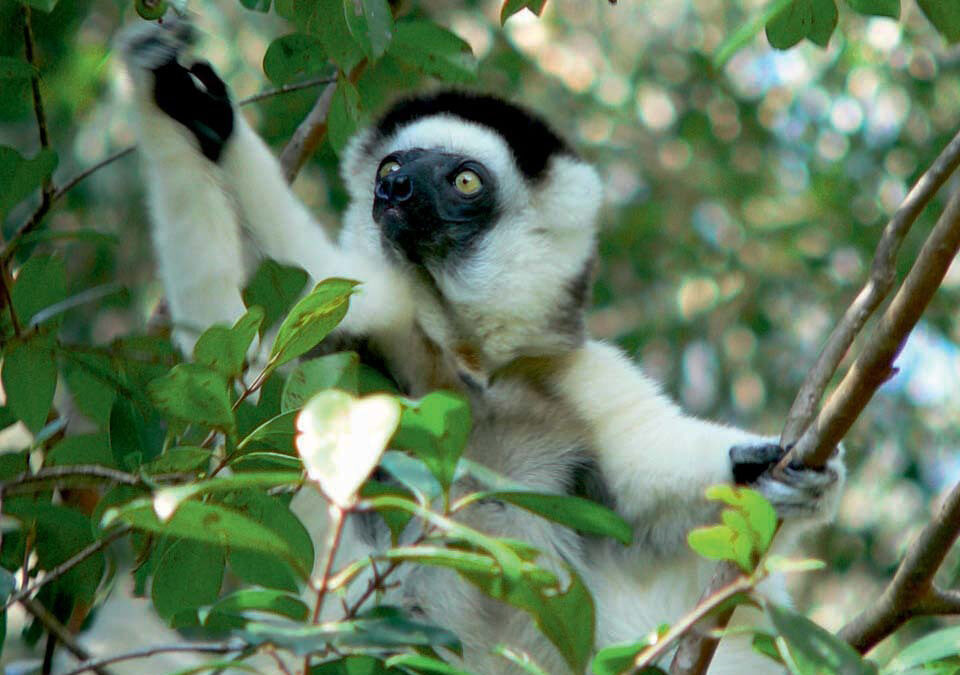 Ricerca Italiana: in Madagascar tutta la biodiversità del mondo