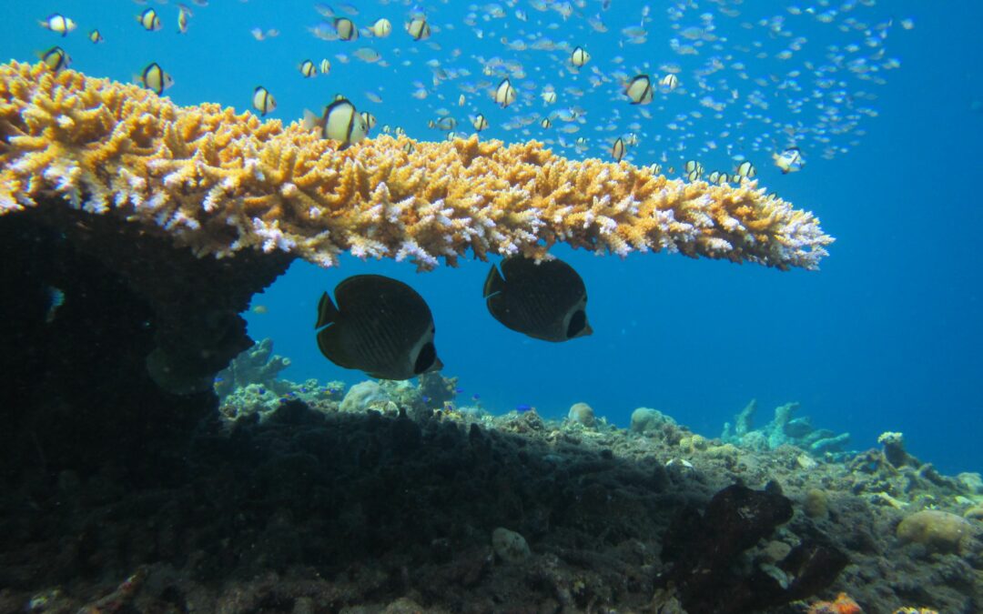 Con lo sbiancamento dei coralli, anche i pesci devono imparare a riconoscere le minacce