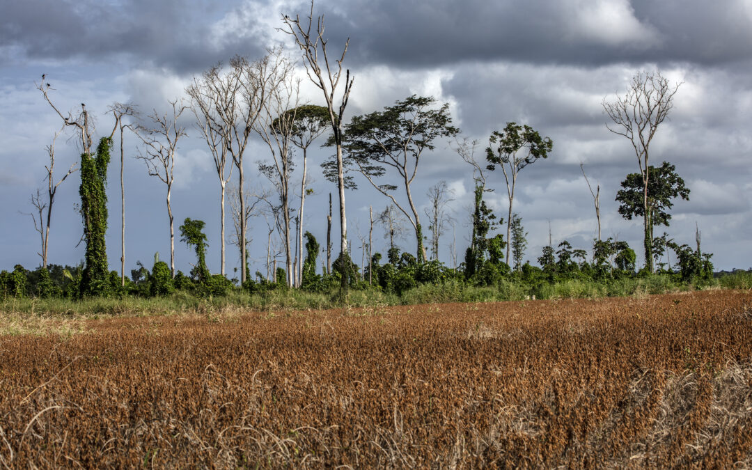 Attività umana ha degradato più di un terzo della rimanente foresta pluviale amazzonica