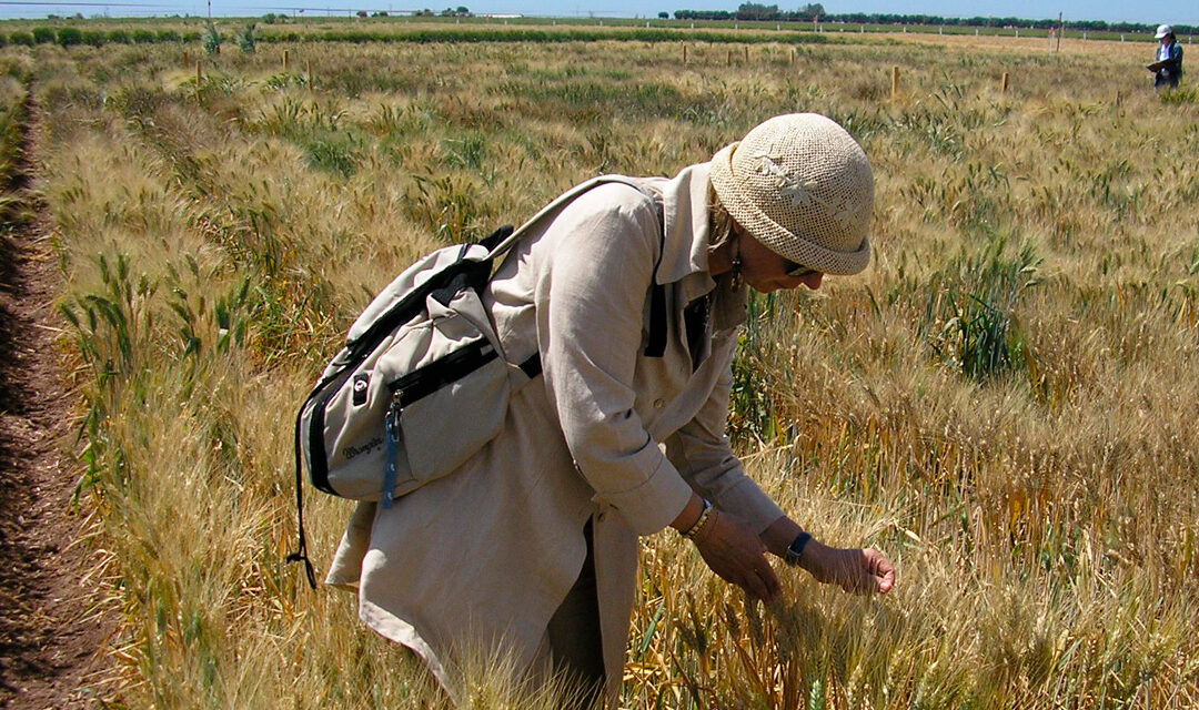 Ricerca italiana: ENEA individua varietà di grano duro che risponde meglio alla siccità