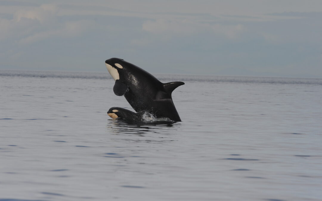 Lauriano (ISPRA), “le orche attaccano per non essere attaccate”