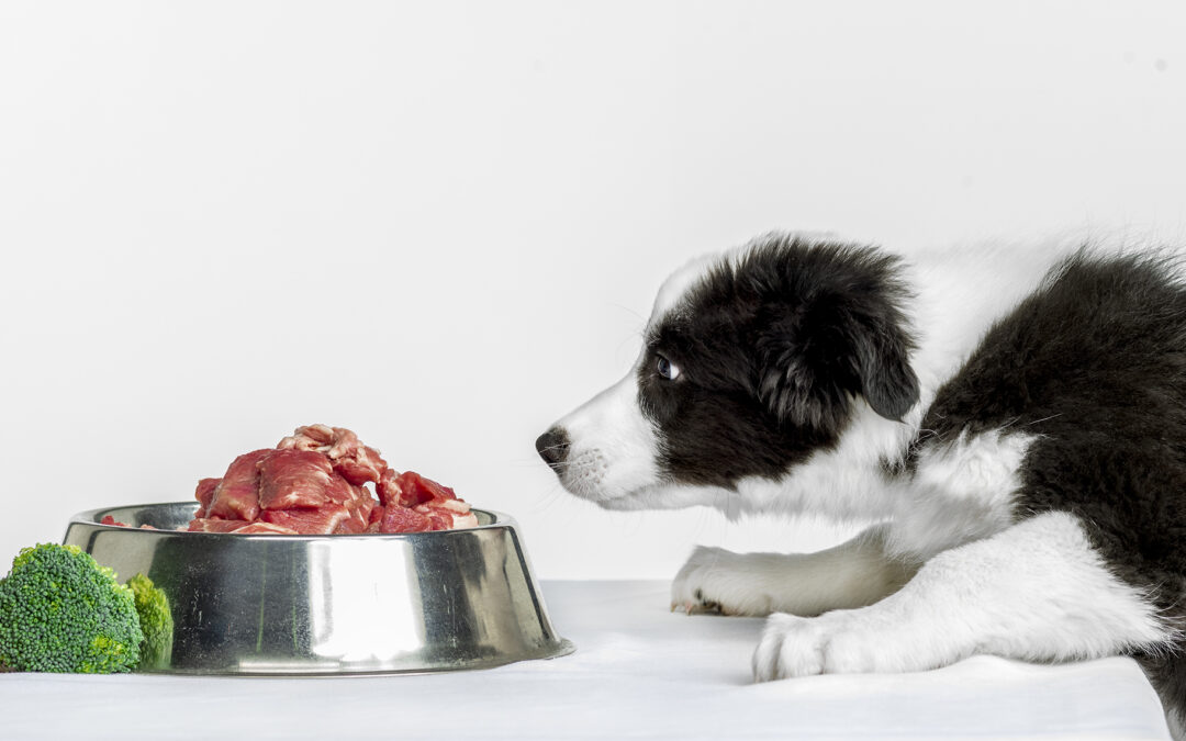 Animali, ai cuccioli di cane avanzi, carne e ossa per evitare disturbi gastrointestinali