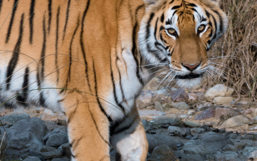 Nepal, meno traffico, le tigri hanno cambiato il loro comportamento durante la Covid
