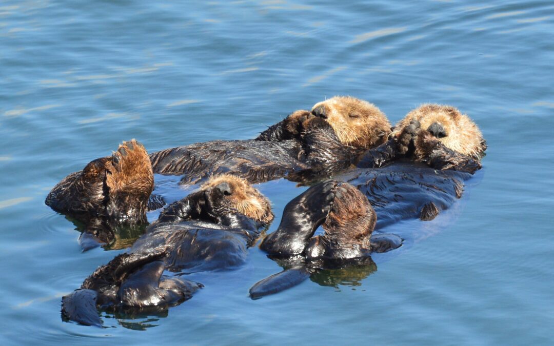 Grave forma di toxoplasmosi ha ucciso 4 lontre marine californiane