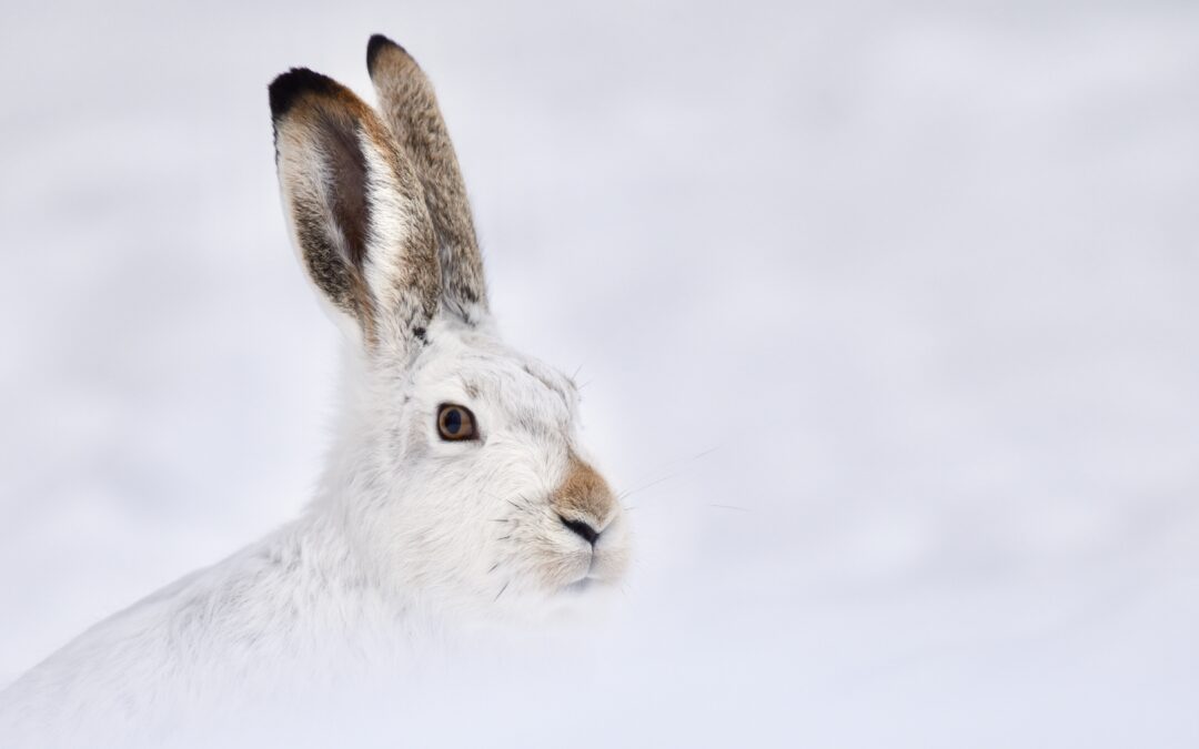 Ecco i geni che permettono alla lepre di cambiare muta