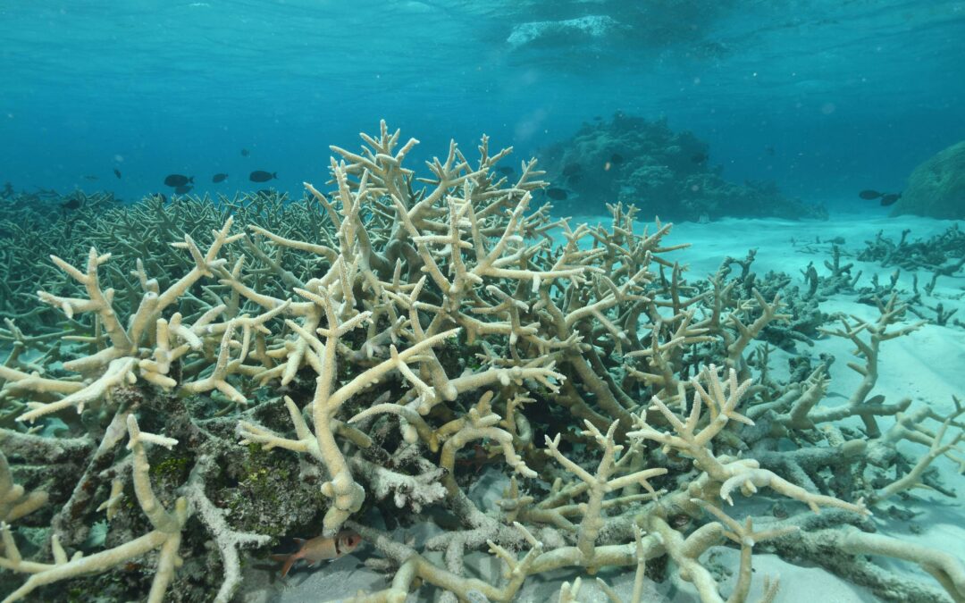 Allevati coralli più resistenti al calore