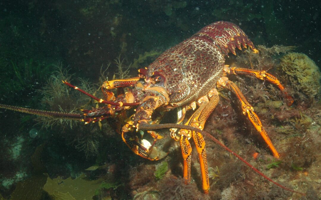 Pesce a rischio nel Mediterraneo, ce lo stiamo mangiando tutto