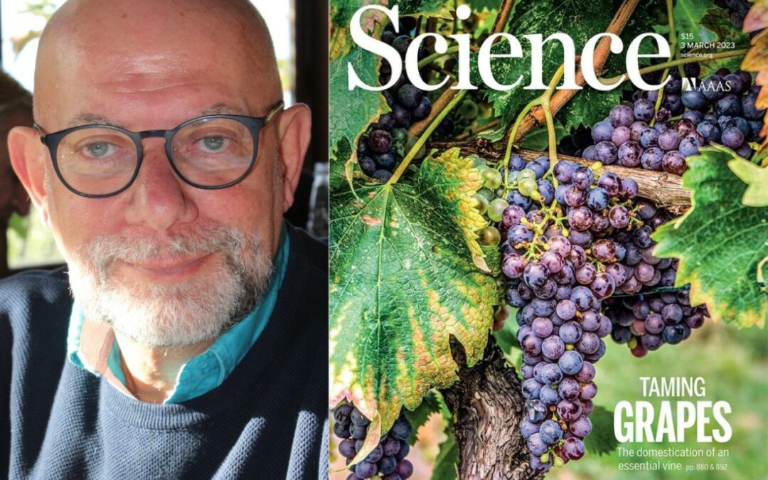 Ricerca Italiana: Uni Mediterranea, svelata origine della vite e del vino