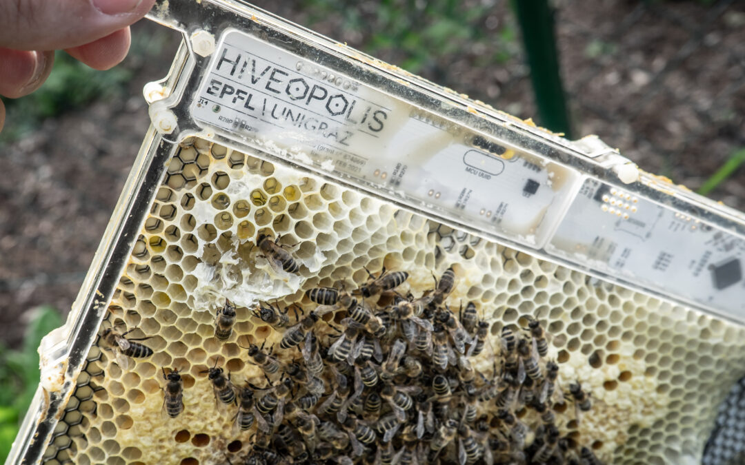 Ecco l’alveare robotico per mantenere le api al caldo