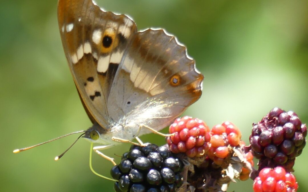 Roma aderisce all’iniziativa internazionale City Nature Challenge (CNC)