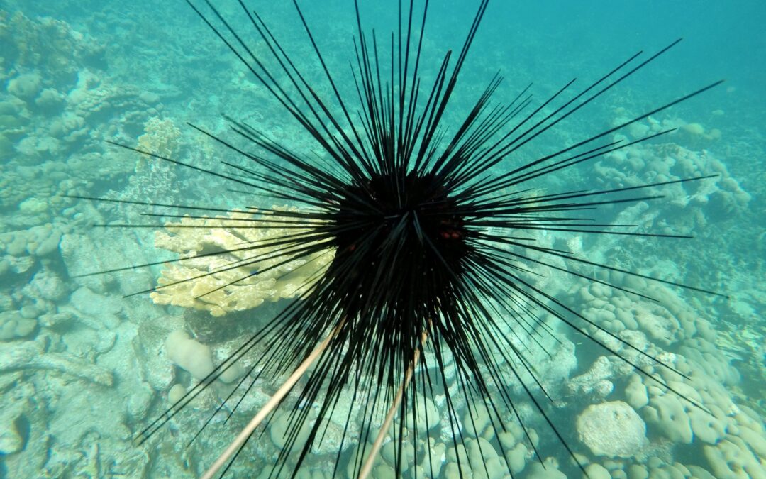 Scoperto il killer dei ricci dei Caraibi