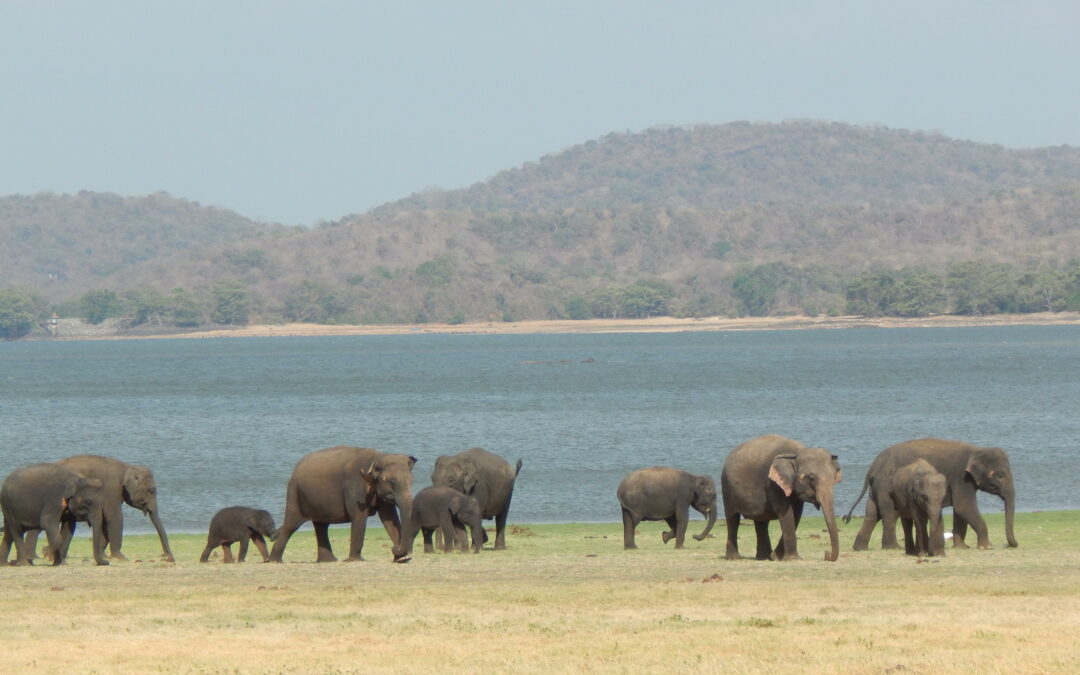 Dal 1700 l’habitat adatto agli elefanti asiatici è diminuito del 64 %
