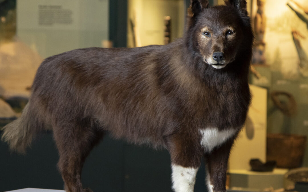 Genoma di Balto rivela gli adattamenti genetici dei cani da lavoro