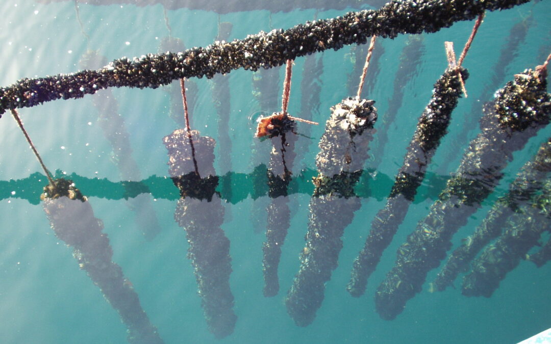 Acidificazione del Mediterraneo: effetti negativi su acquacoltura e pesca