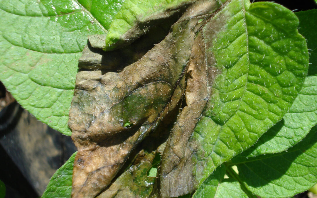 Pubblicato intero genoma della Peronospera, il patogeno che scatenò la carestia in Irlanda