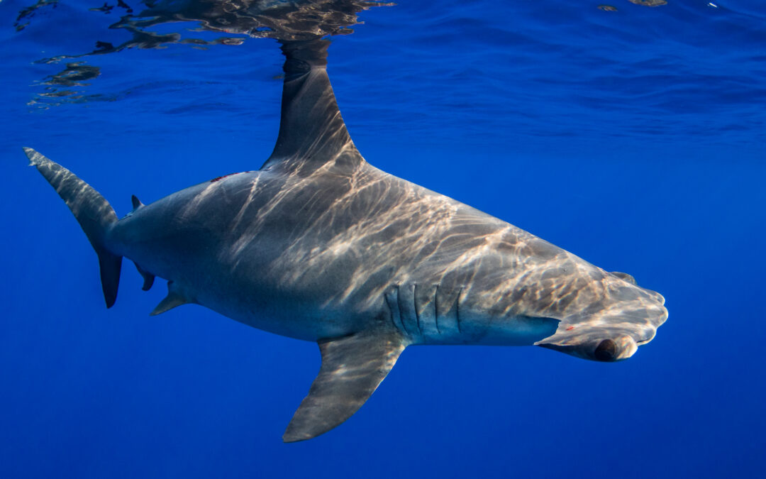 Gli squali martello trattengono il respiro per stare al caldo quando si tuffano in acque fredde
