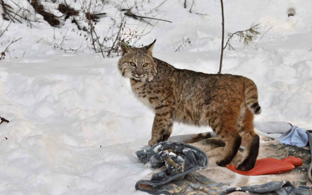 Per sfuggire dai grandi predatori quelli piccoli finiscono sotto le auto