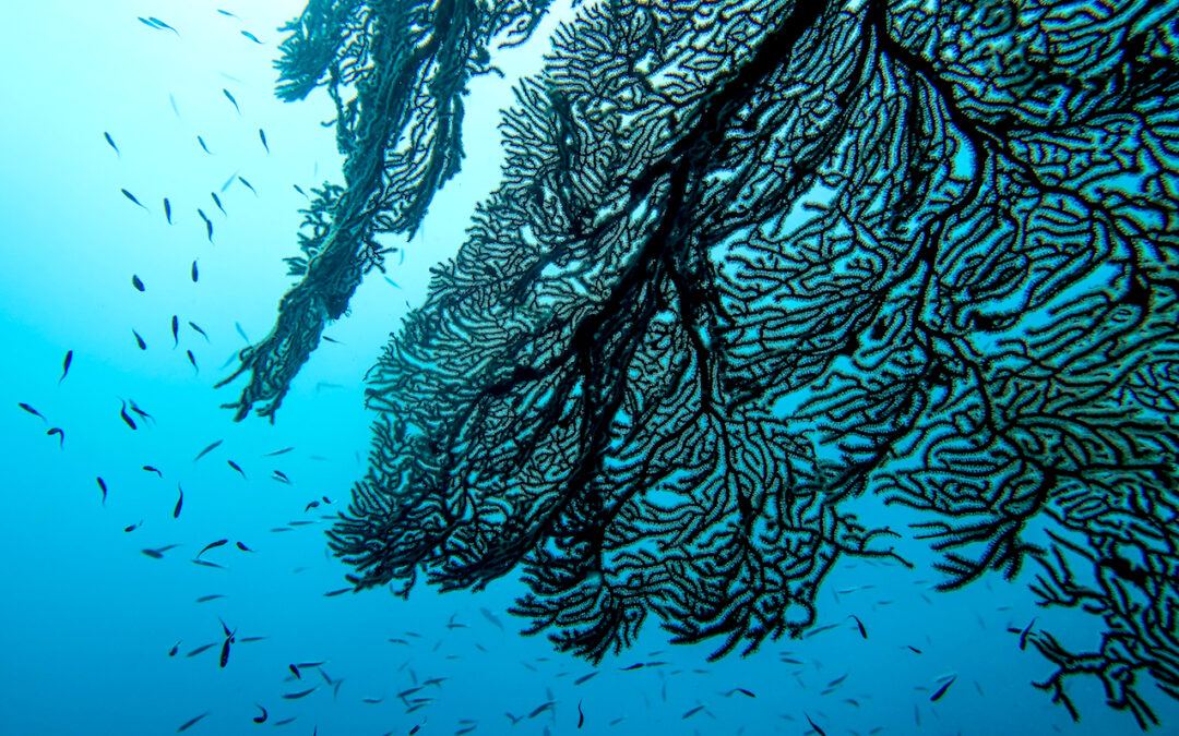 COP28: ENEA presenta Atlante habitat marini e costieri