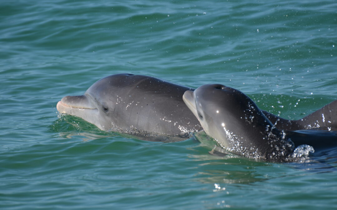 Le mamme dei delfini urlano di più con i figli
