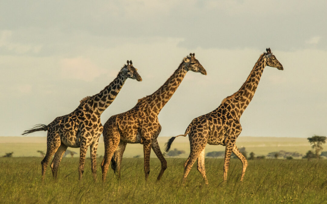 Giraffe Masai sempre più a rischio