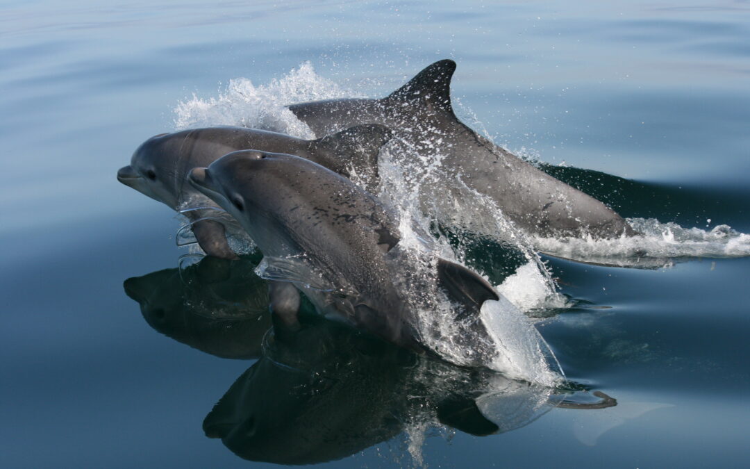 Delfini, tracciati gli adattamenti ai diversi habitat di 9.000 anni