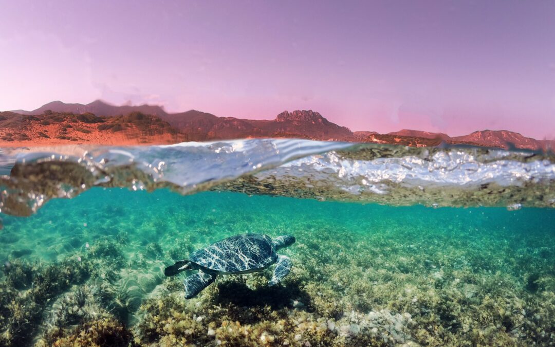 Le tartarughe marine usano lo stesso habitat da oltre 3mila anni