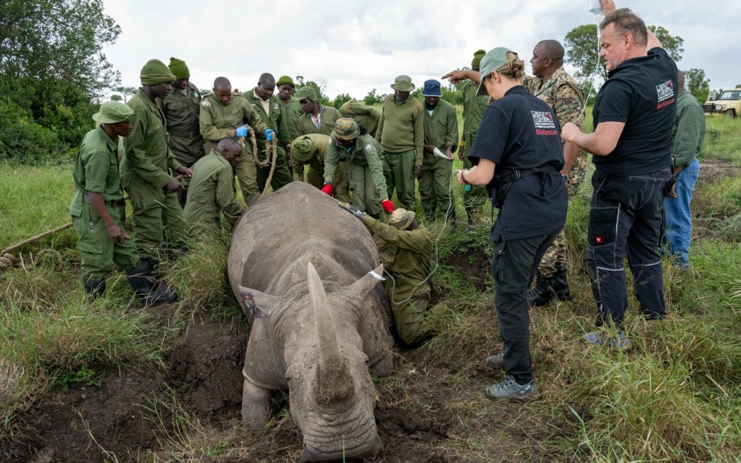 Cinque nuovi embrioni e nuove madri surrogate aggiunte al progetto Northern White Rhino BioRescue