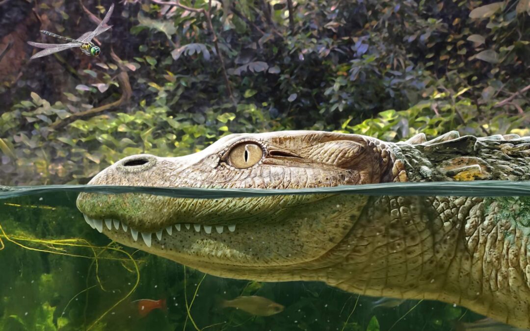 Identificate nuove antiche specie di alligatore asiatico