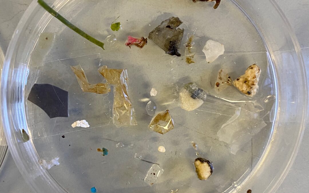 Microplastiche nei laghi, ENEA conferma ruolo strategico delle foreste
