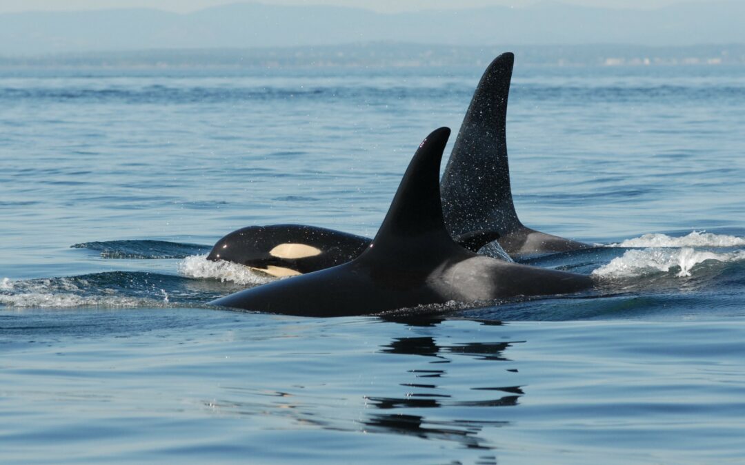 Le femmine di orche anziane proteggono i loro figli maschi